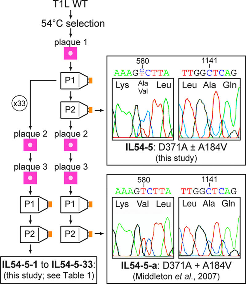 FIG. 1.