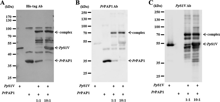 FIGURE 9.