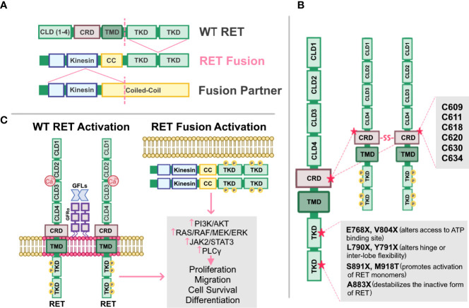 RET signaling pathway and RET inhibitors in human cancer - PMC