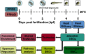 Figure 4A is an illustration of the RNA sequencing strategy. Step 1: On the day of fertilization, the embryos were treated with Perfluorooctanesulfonic acid and Perfluorohexanesulfonic acid. The embryos were exposed to chemicals at 26 degrees Celsius for five days. Head tissue samples of larval zebrafish were taken at four and 5 days postfertilization. Step 2: Differentially expressed genes in zebrafish were discovered by head ribonucleic acid sequencing. Step 3: ToxNodes, human differentially expressed genes, and transcriptomic benchmark concentrations were obtained from the differently expressed genes in zebrafish. Step 4: Shared toxnodes resulted in functional enrichment from toxnodes. Step 5: Pathway analysis was prompted by the differentially expressed genes, and this analysis identified upstream regulators.