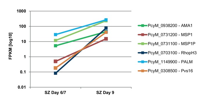 Figure 1—figure supplement 4.