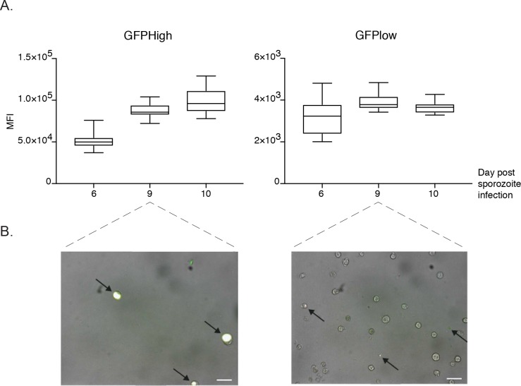 Figure 1—figure supplement 1.