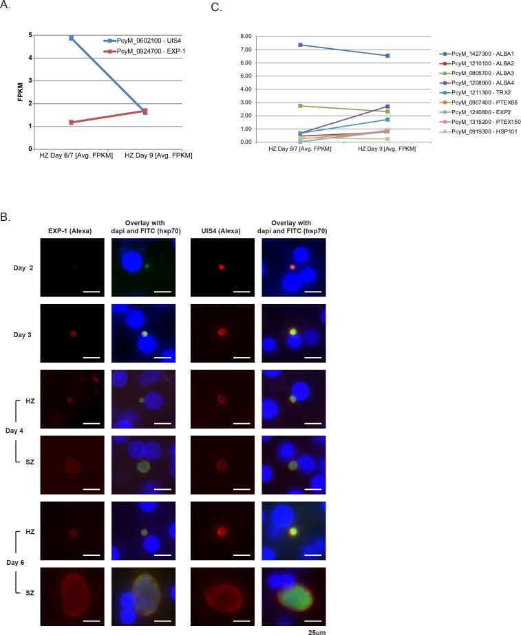 Figure 3—figure supplement 1.