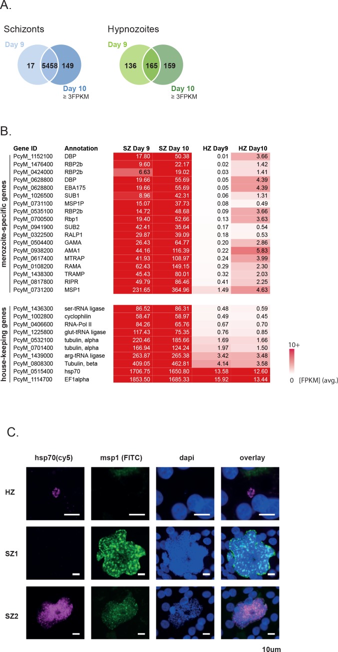 Figure 1—figure supplement 3.