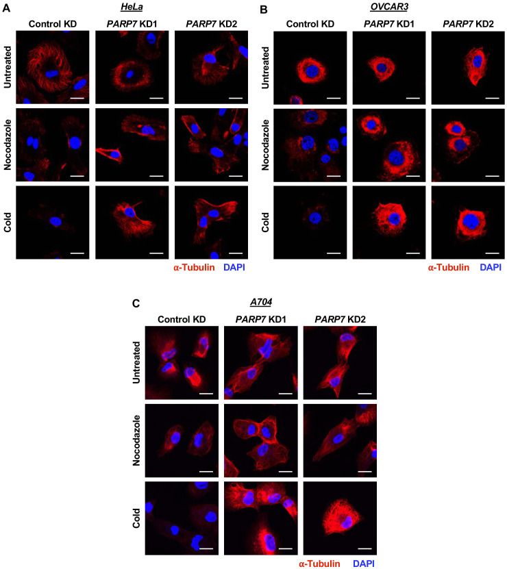 Figure 7—figure supplement 1.