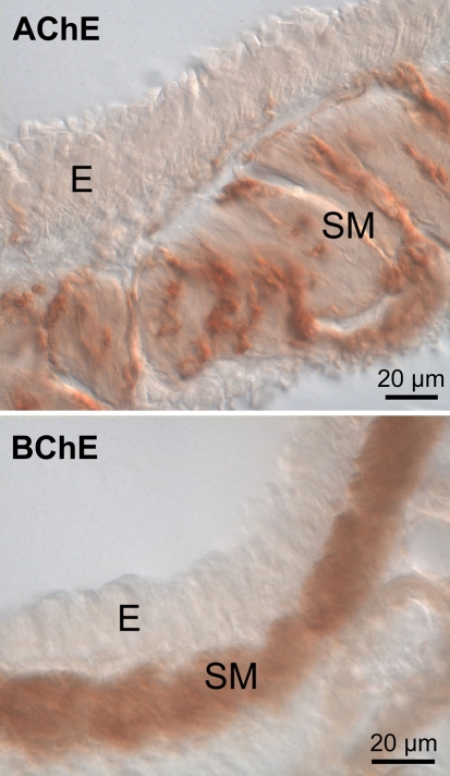 Fig. 8