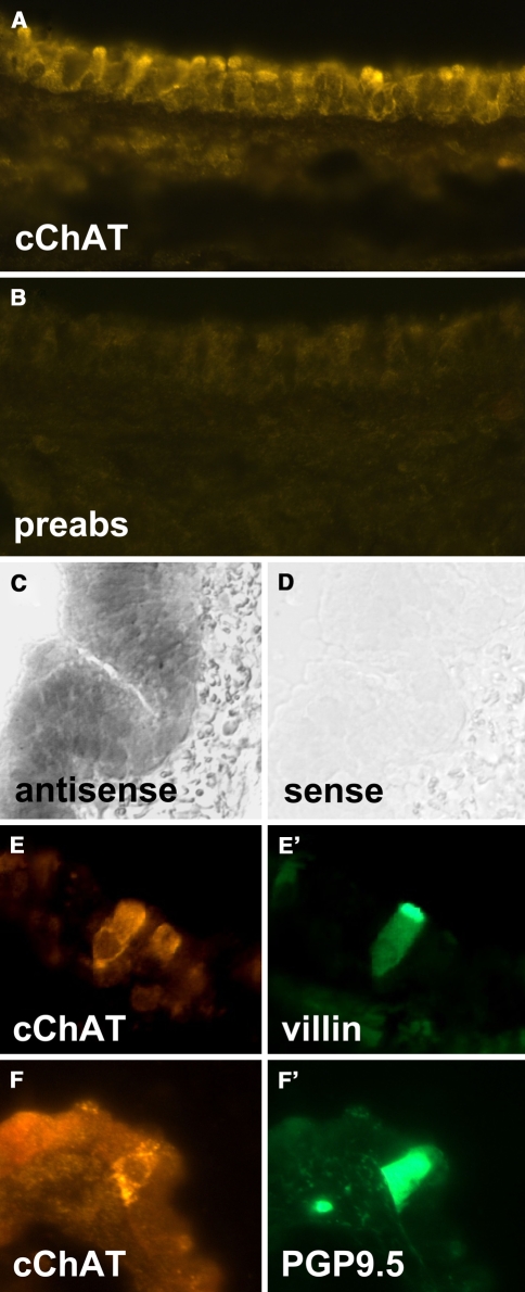 Fig. 6