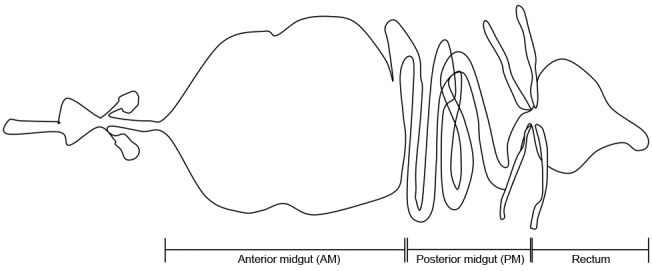 Fig. 1: