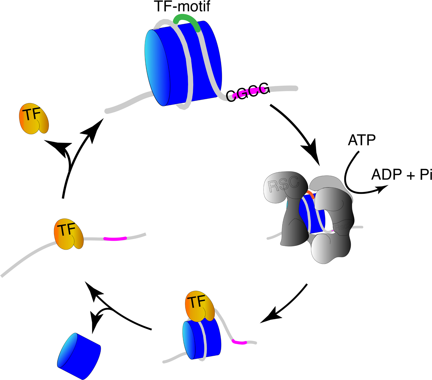 Figure 3(key figure):