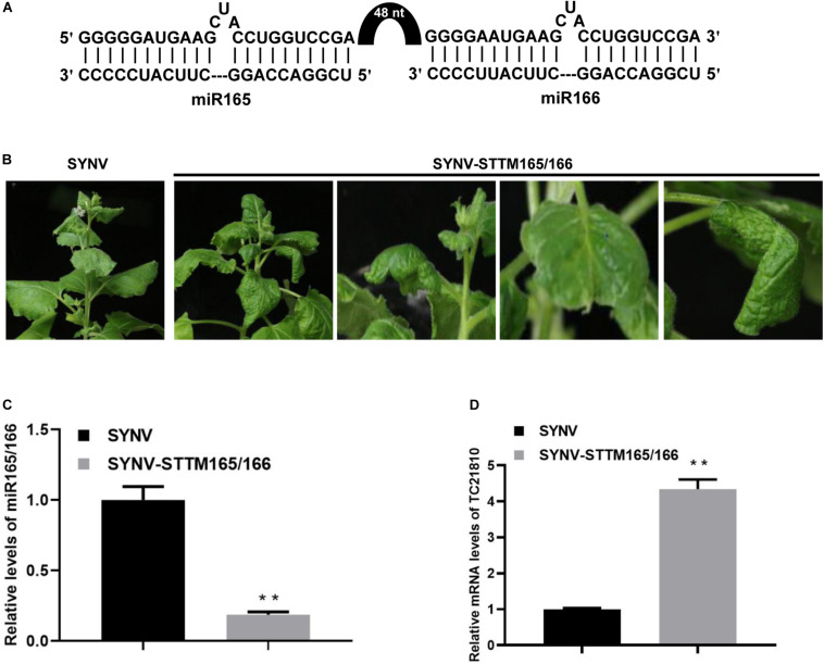 FIGURE 4