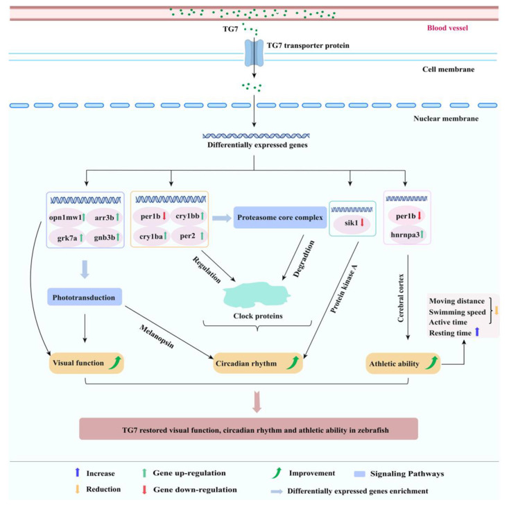 Figure 7