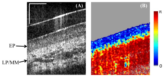 Fig. 8