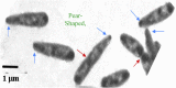 Fig. 4
