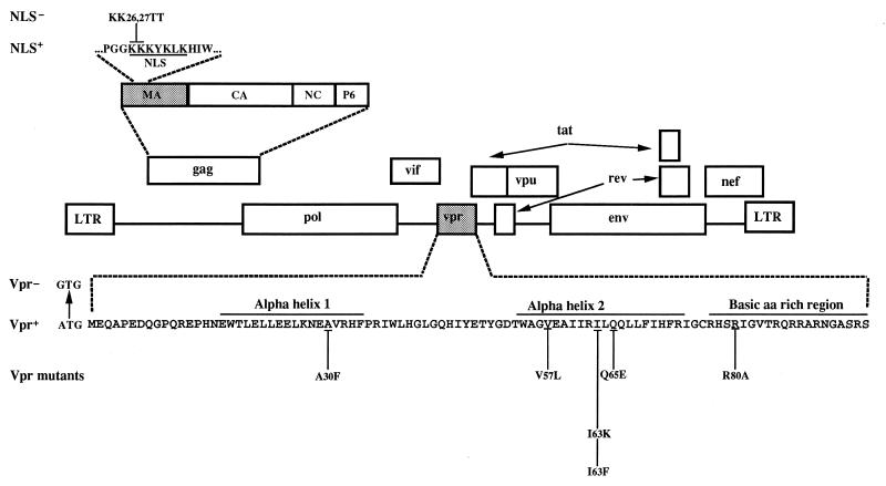 FIG. 1