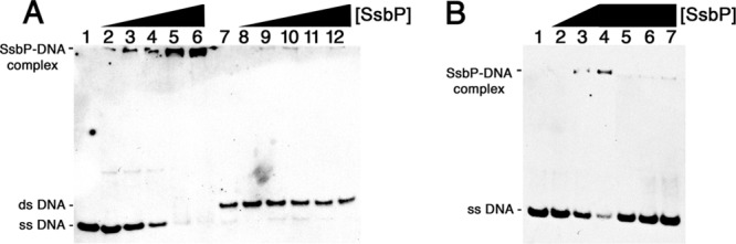 Fig 7