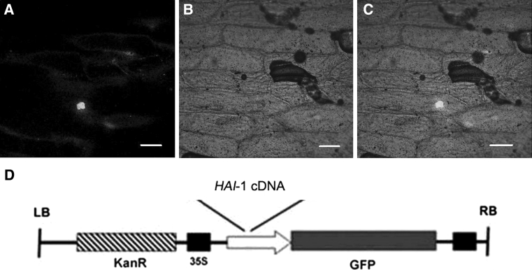 Fig. 10