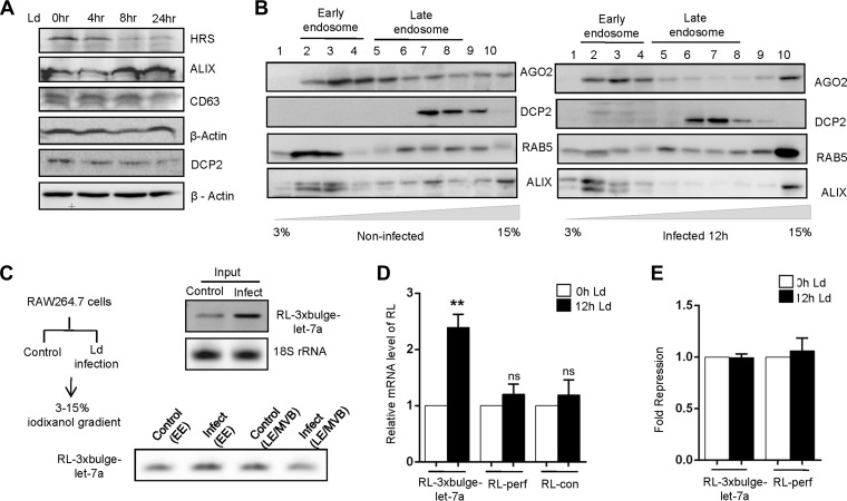 FIG 6