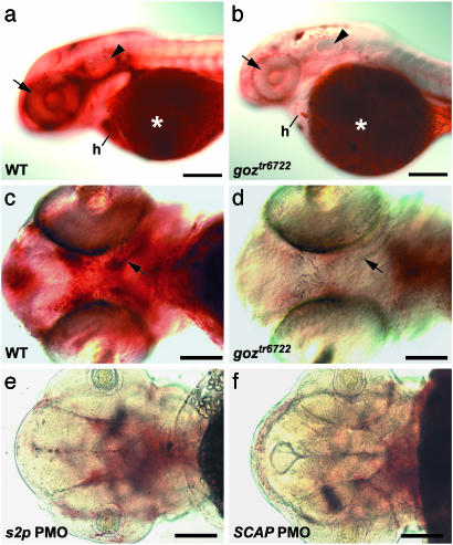 Fig. 8.