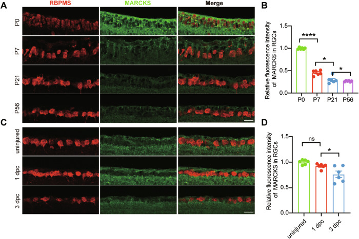 Optic Nerve Regeneration Clinical Trials 2024 Marcks overexpression in retinal ganglion cells promotes optic nerve