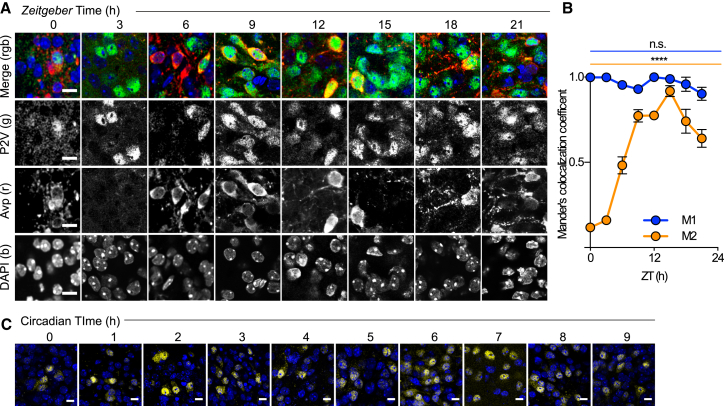 Figure 2