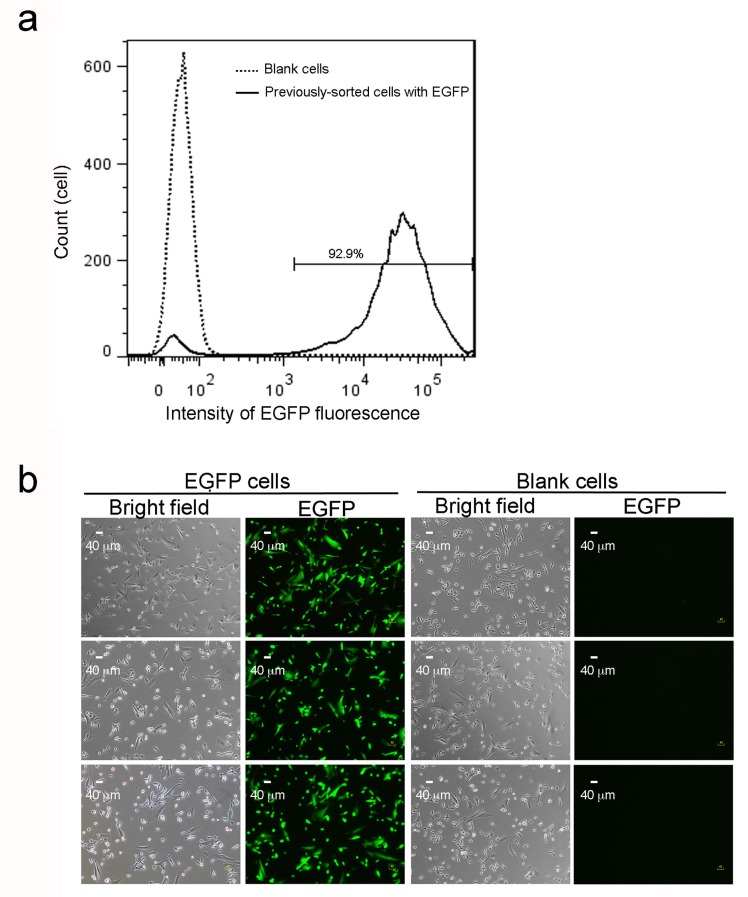 Figure 1—figure supplement 1.