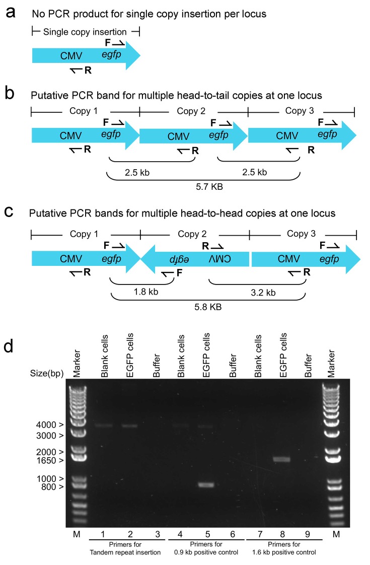 Figure 1—figure supplement 2.