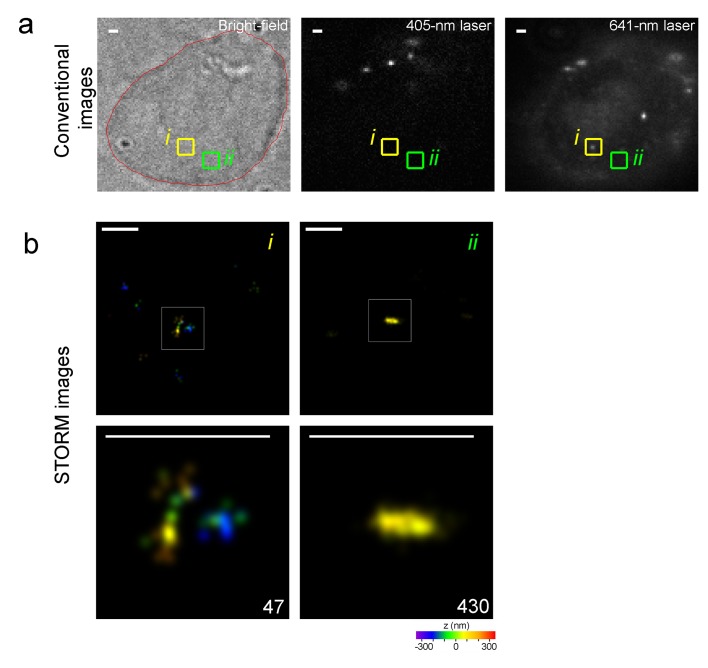 Figure 5—figure supplement 4.