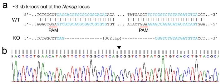 Figure 5—figure supplement 3.