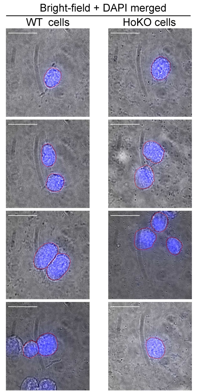 Figure 5—figure supplement 1.