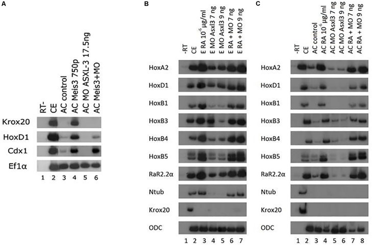 FIGURE 3