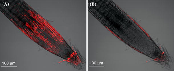 Fig. 7