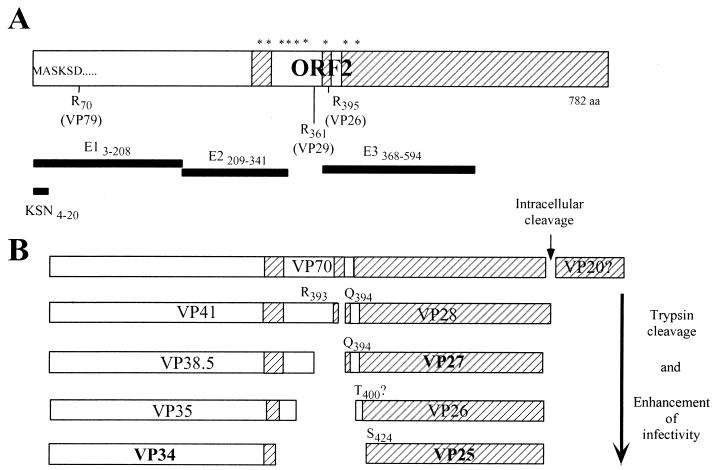 FIG. 5.