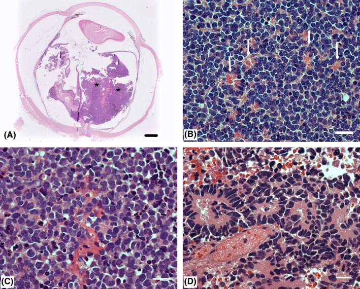 FIGURE 2