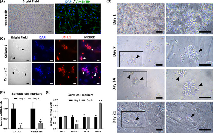 FIGURE 3