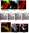 FIG. 3.