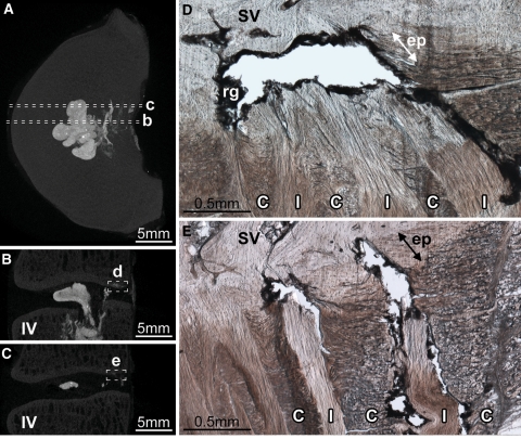 Fig. 4