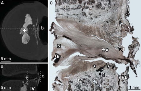 Fig. 3