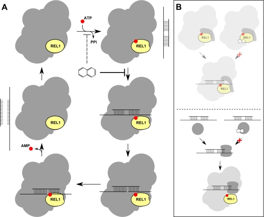 FIGURE 7.