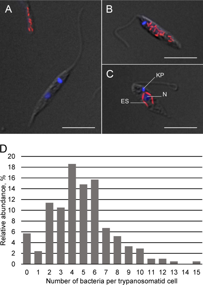 FIG 2 