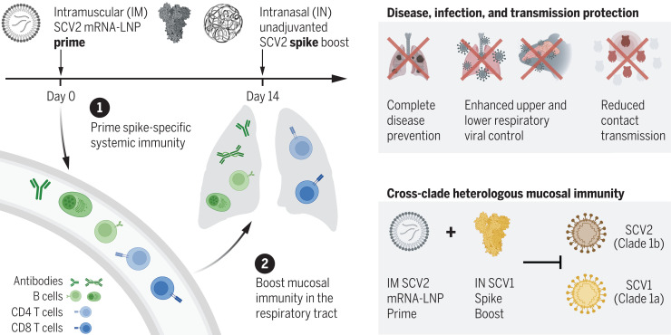 A parenteral prime-unadjuvanted mucosal boost vaccine that elicits mucosal immunity against sarbecoviruses.