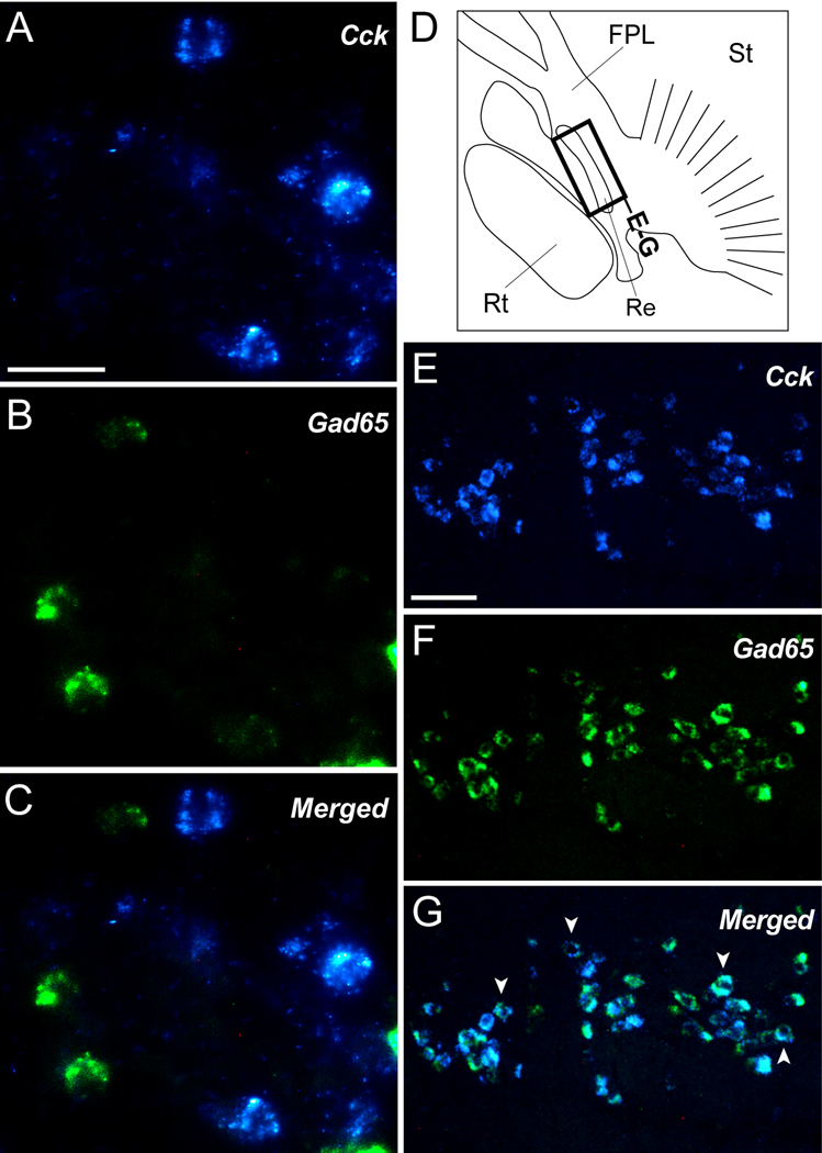 Figure 11