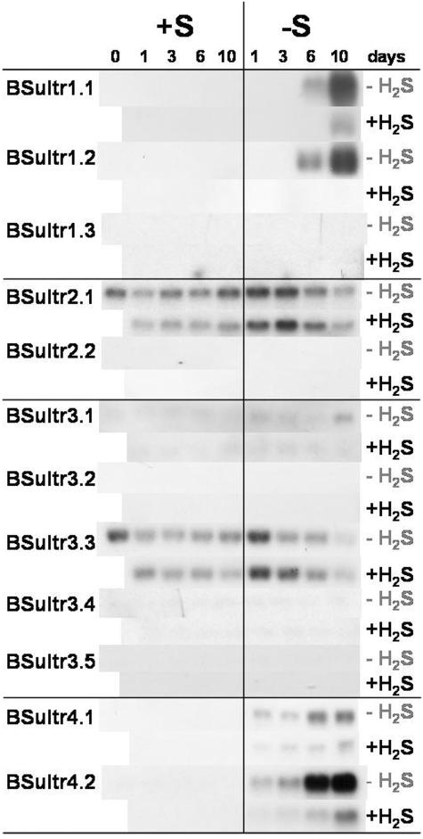 Figure 7.