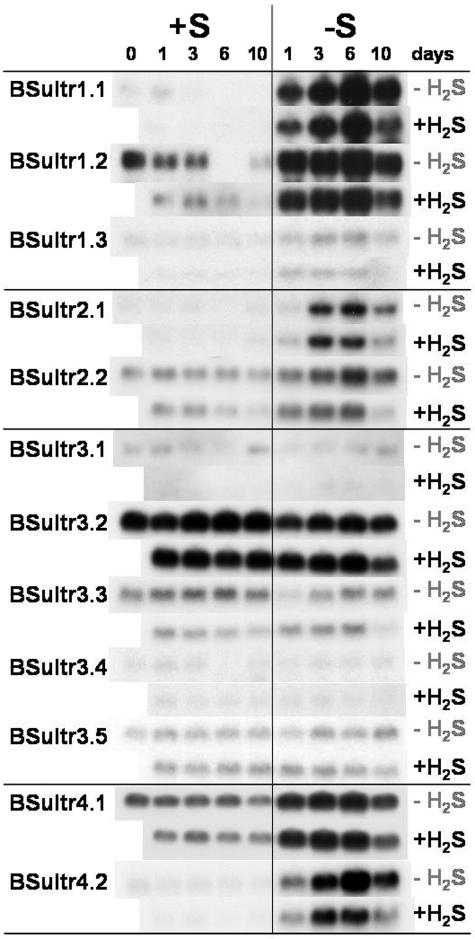 Figure 5.