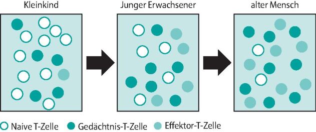 graphic file with name 58_2022_2279_Fig1_HTML.jpg