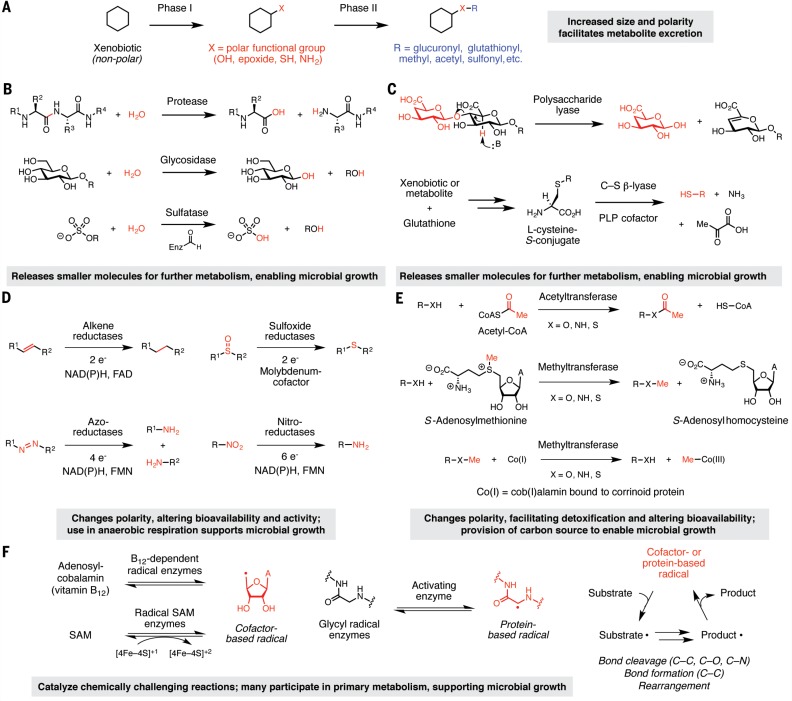 graphic file with name Science-356-eaag2770-g002.jpg