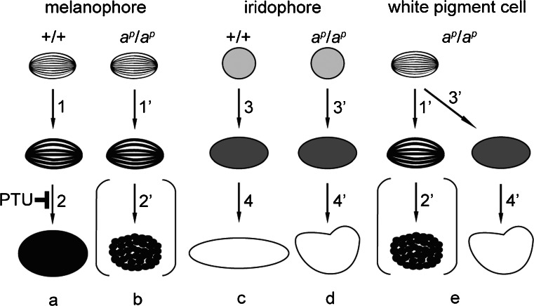 Fig. 9