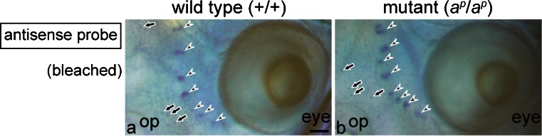 Fig. 8