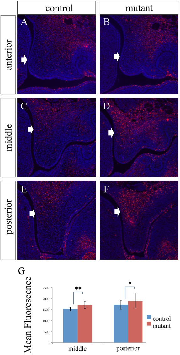 Fig. 9.
