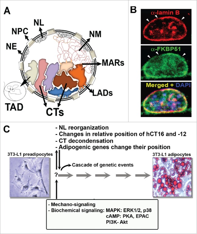 Figure 1.