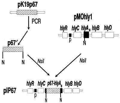 FIG. 1